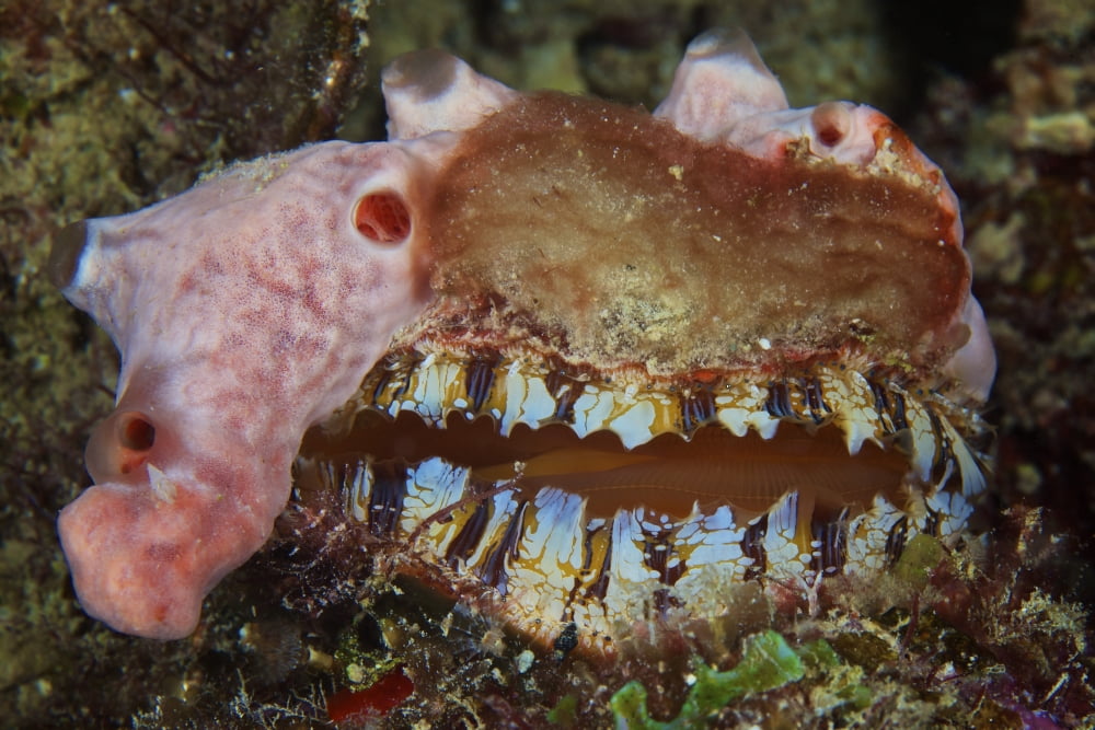 Sponge encrusted oyster filters water to feed Canvas Art - Terry MooreStocktrek Images (18 x 12)