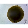 thumbnail image 1 of Spongia (Commercial Bath Sponge); Section by Go Science Crazy, 1 of 1