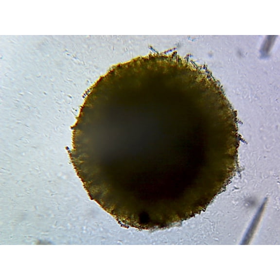 Spongia (Commercial Bath Sponge); Section by Go Science Crazy