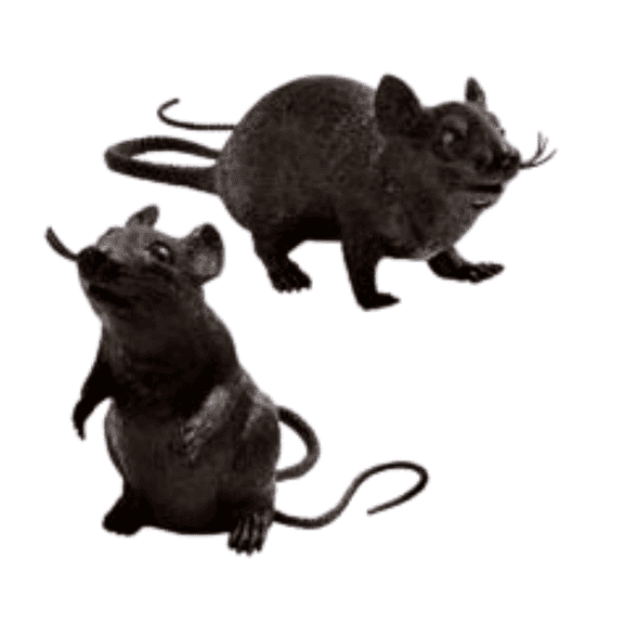 Spooky Black Plastic Squeaking Rats Scary Creepy Halloween Home Party Decorations, Set of 2
