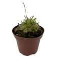 thumbnail image 1 of Spoon Sundew Plant - Drosera spathulata - Carnivorous - 3"  Pot, 1 of 2