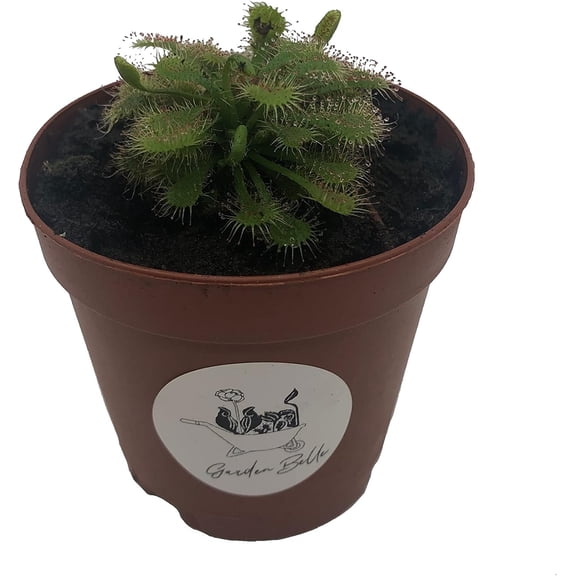 Spoon-leaved Sundew (Drosera Spatulata) Carnivorous Plant in 2" Pot (Flowering Size)