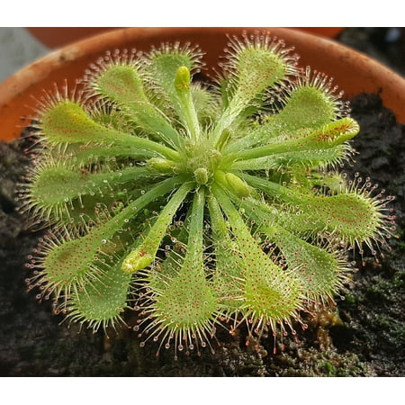 Spoonleaf Carnivorous Sundew Plant -Drosera spathulata-2" Pot-Collector's Series