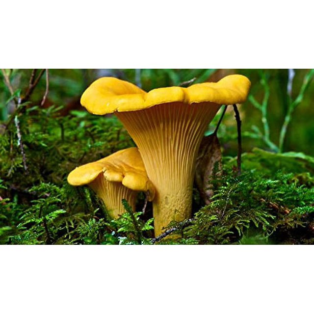Spores Golden CM31 Chanterelle Mushrooms Mycelium Seeds Spawn Dried for