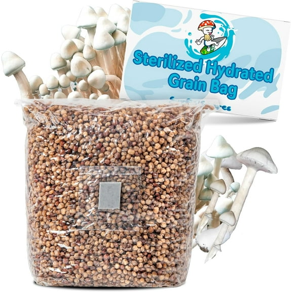Spores Sterilized Hydrated Grain Bag for Mushroom Growing | Grain Bag w/Self-Healing Injection Port | White Milo Grain Infused w/Oyster Shell | 2 lbs of Grain (Single)