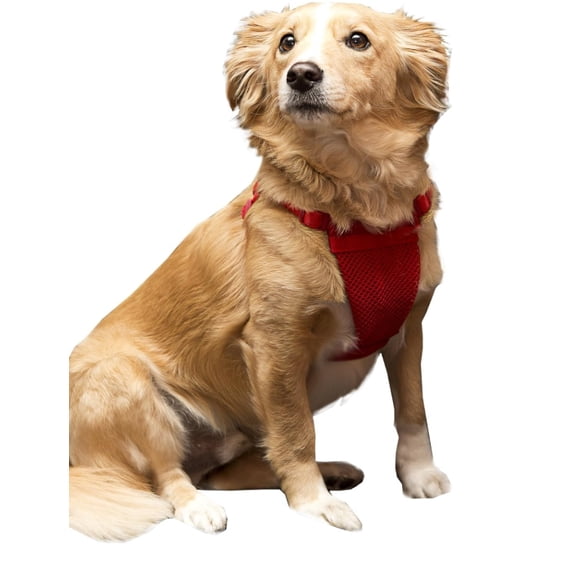 Sporn Comfort Harness Red M