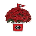 thumbnail image 1 of Sporticulture Georgia Bulldogs Red Live Mum Plant in Decorative Pot, 1 of 3