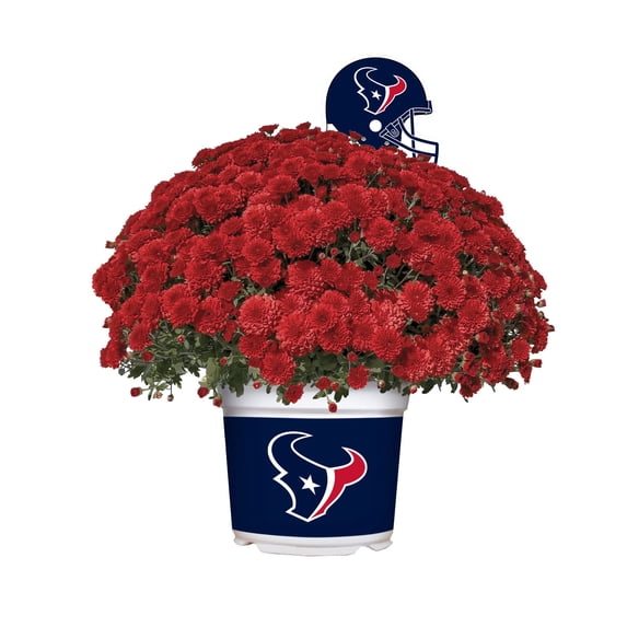 Sporticulture Houston Texans Red Live Mum Plant in Decorative Pot