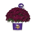 thumbnail image 1 of Sporticulture Minnesota Vikings Purple Live Mum Plant in Decorative Pot, 1 of 3