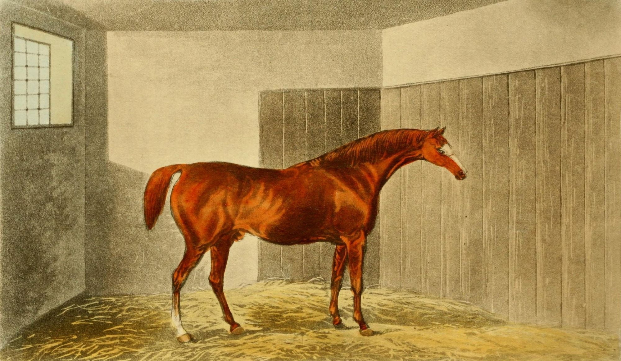 Sporting Repository 1904 Chestnut Horse Rubens Canvas Art - James Barenger (24 x 36)