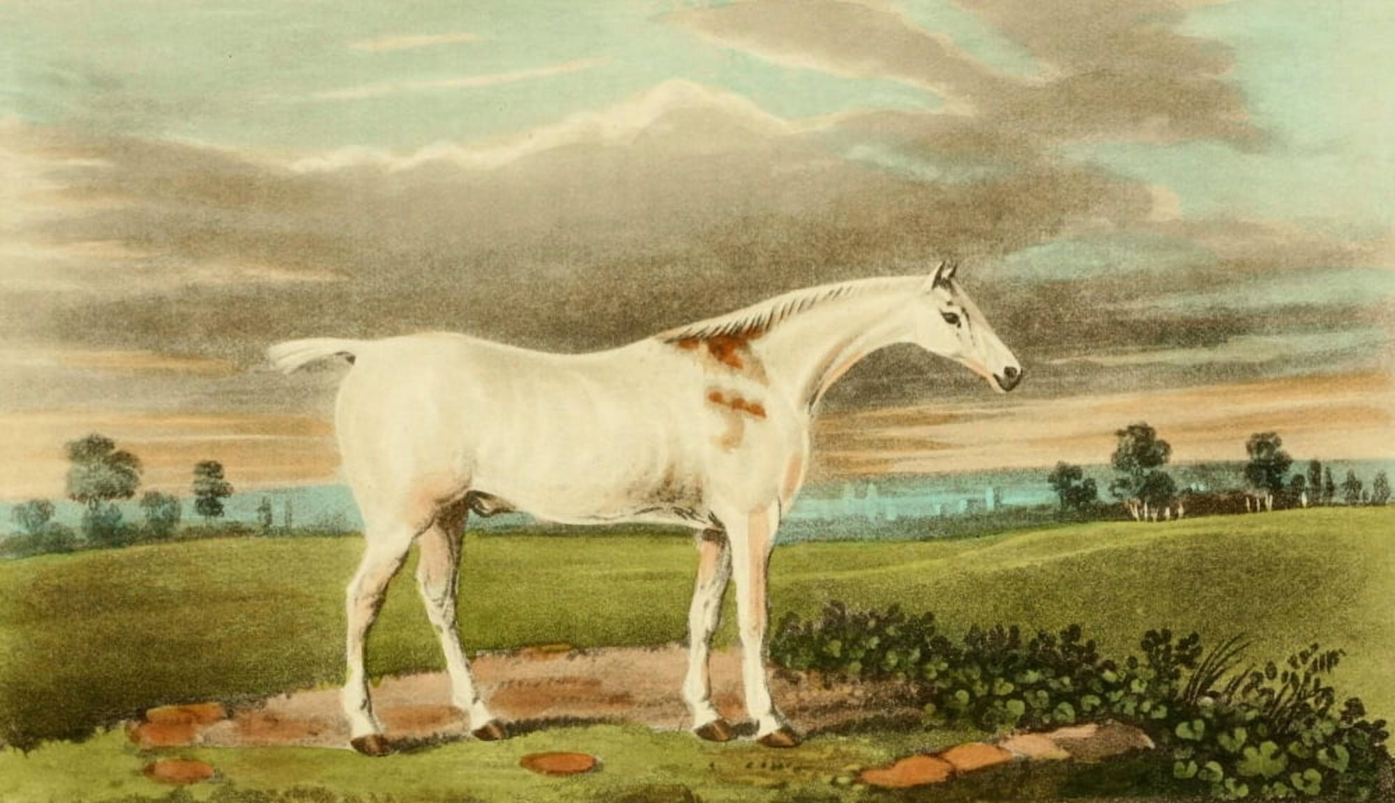 Sporting Repository 1904 White Horse Claret Canvas Art - James Barenger (24 x 36)