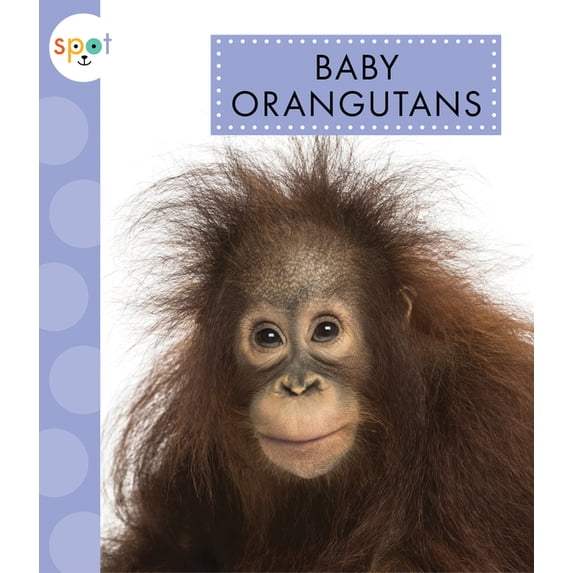 Spot: Baby Orangutans (Paperback)