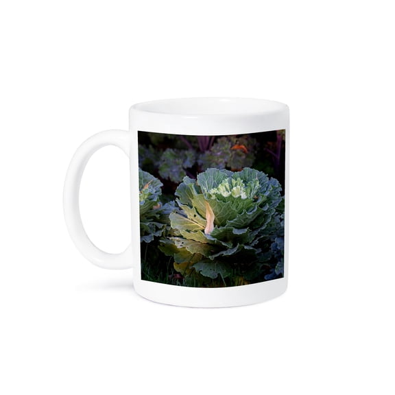 3drose, Spot of Sunlight on Green Leaves of a Decorative Cabbage, 11oz Mug
