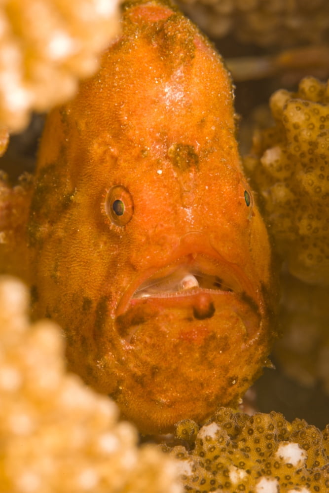 Spotfin Frogfish (Antennarius Nummifer) Canvas Art - Stuart Westmorland Design Pics (24 x 36)