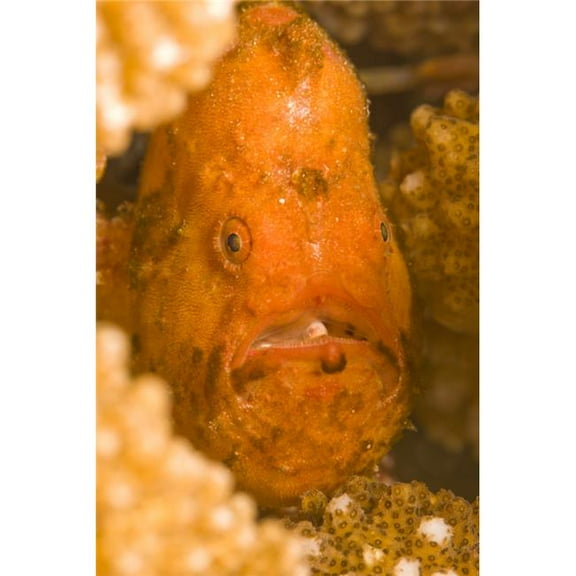 Spotfin Frogfish Antennarius Nummifer Poster Print - 12 x 18