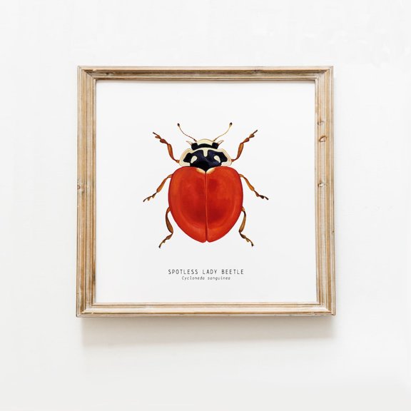 Spotless Lady Beetle Scientific Illustration Poster Vintage Insect Natural History Wall Art Minimalist Entomology Decor 8x12 UNFRAMED