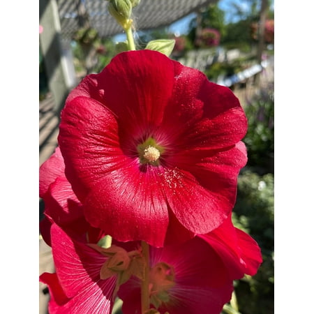 Spotlight Mars Magic Hollyhock - Perennial - Alcea - 3" Pot