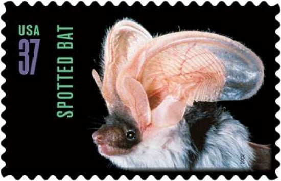 Spotted Bat Canvas Art - US POSTAL SERVICE (24 x 36)