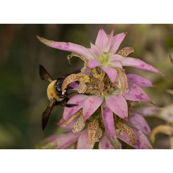 Spotted Bee Balm Monarda punctata Meadow Wildflowers Premium Seeds for Planting