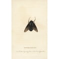 thumbnail image 1 of Spotted Blue Fly Of New South Wales Poster Print By ® Florilegius Mary Evans (24 X 36), 1 of 3
