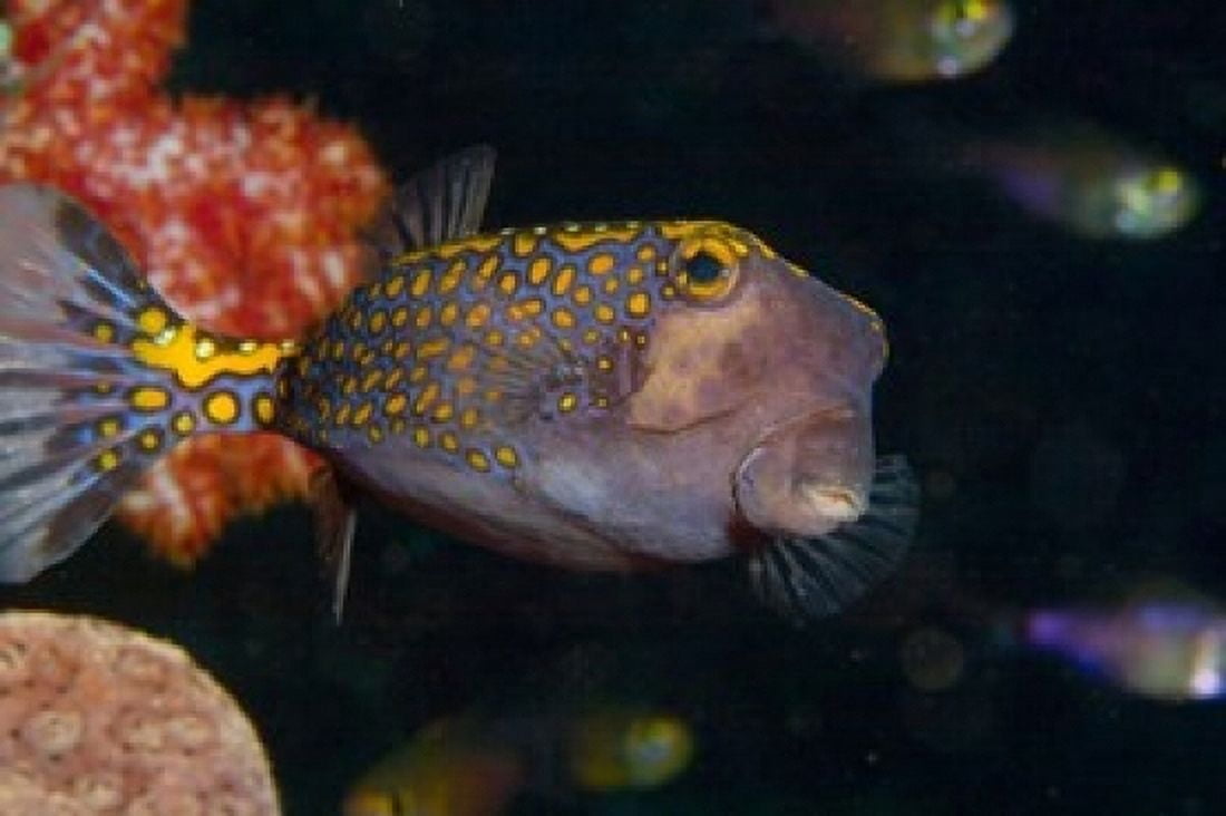 Spotted Boxfish Banda Sea Indonesia Canvas Art - Stuart Westmorland DanitaDelimont (36 x 24)