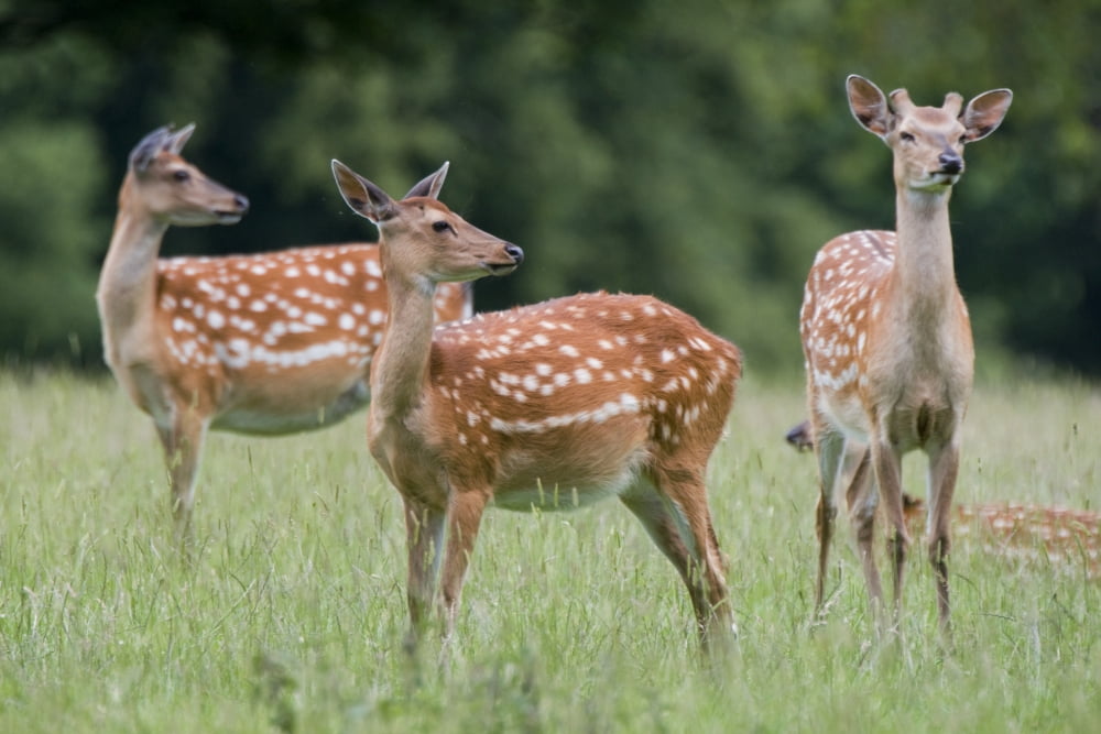 Spotted Deer Harrogate Yorkshire England Canvas Art - John Short Design Pics (17 x 11)