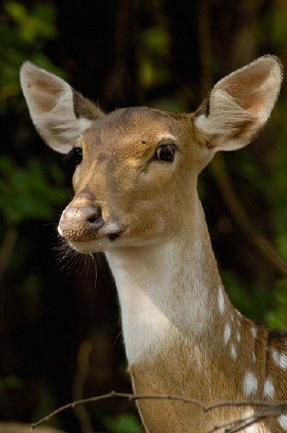 Spotted Deer wildlife Bharatpur Keoladeo Ghana INDIA Canvas Art - Pete Oxford DanitaDelimont (24 x 36)