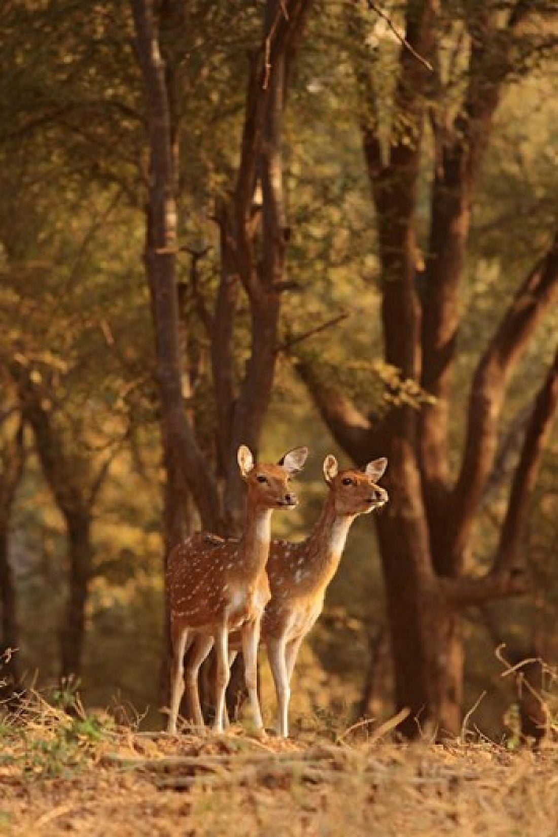 Spotted Deers watching Tiger Ranthambhor NP India Canvas Art - Jagdeep Rajput DanitaDelimont (18 x 26)