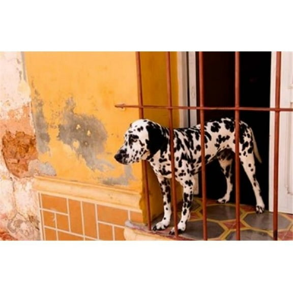 Spotted Dog & Colorful Wall in Trinidad Cuba Poster Print by Bill Bachmann - 34 x 22 in.