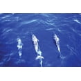 thumbnail image 1 of Spotted Dolphin- Fine Art Canvas Print (20" x 30"), 1 of 1