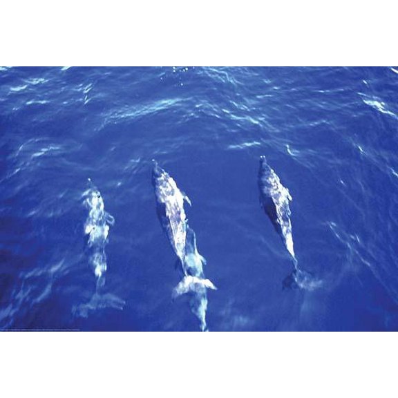 Spotted Dolphin- Fine Art Canvas Print (20" x 30")