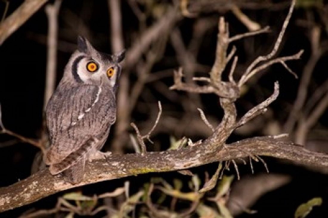 Spotted Eagle Owl Mpumalanga South Africa Canvas Art - Stuart Westmorland DanitaDelimont (24 x 15)