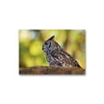 thumbnail image 1 of Spotted Eagle Owl Poster -Image by Shutterstock, 1 of 2