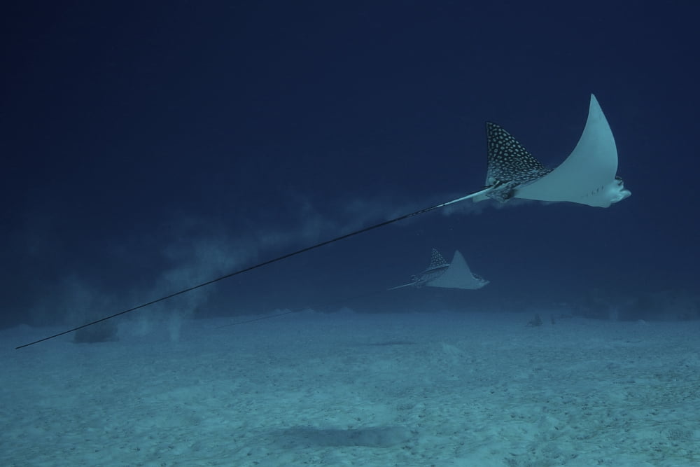 Spotted Eagle Rays glide effortlessly through the water Canvas Art - Terry MooreStocktrek Images (18 x 12)