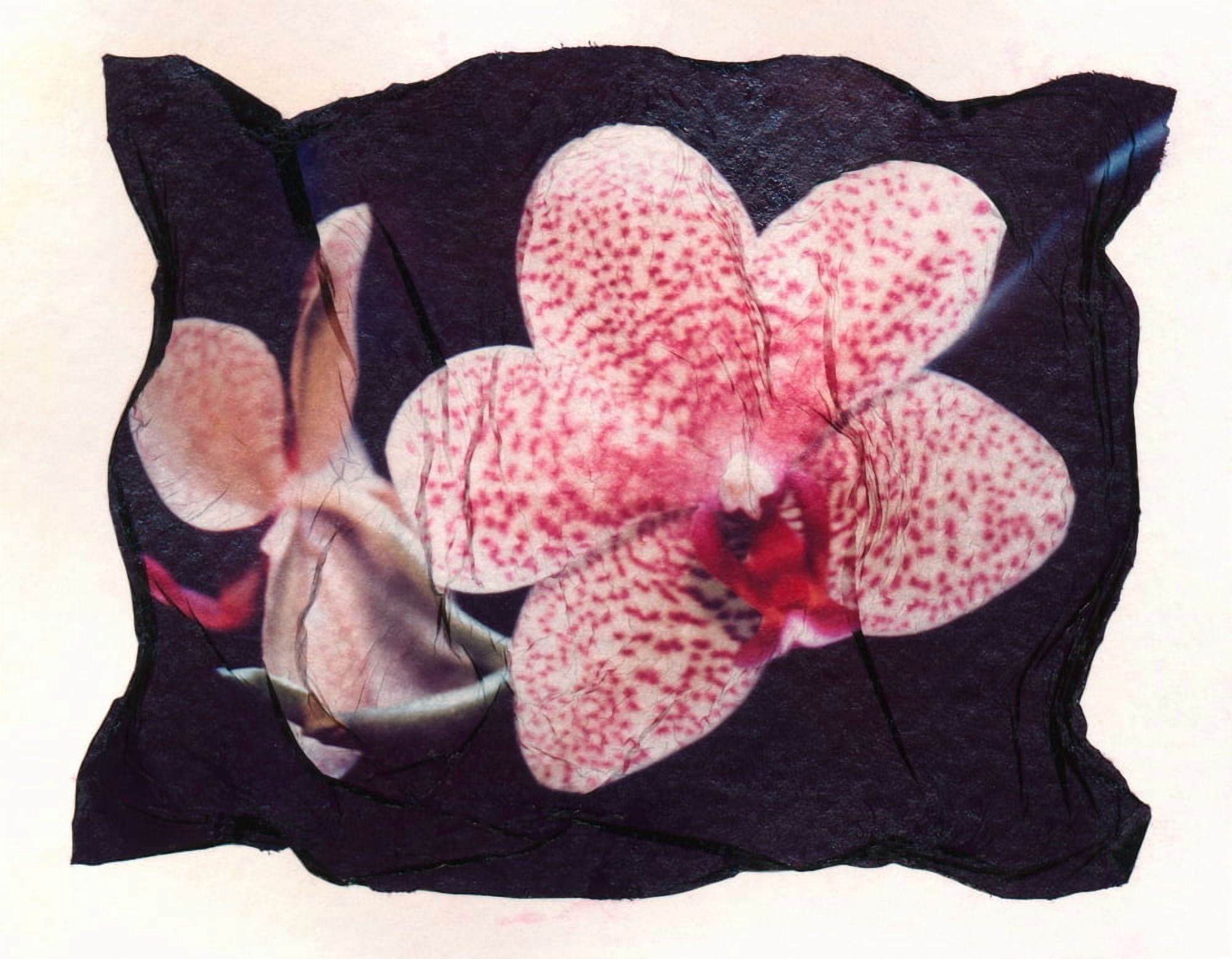 Spotted Flower Canvas Art - Corey Hochachka Design Pics (16 x 12)