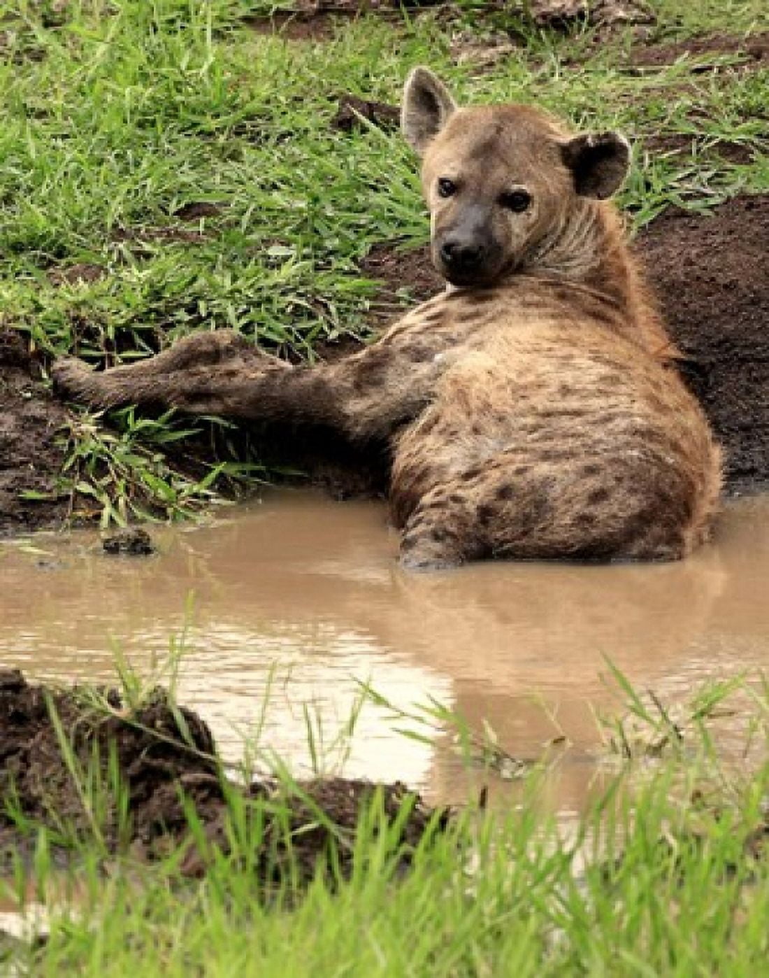 Spotted Hyaena wildlife Hluhulwe GR South Africa Canvas Art - Maresa Pryor DanitaDelimont (25 x 32)