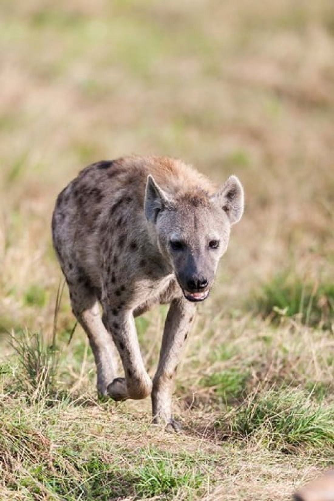 Spotted Hyena Crocuta crocuta in the Maasai Mara Kenya Africa Canvas Art - Martin Zwick DanitaDelimont (17 x 25)