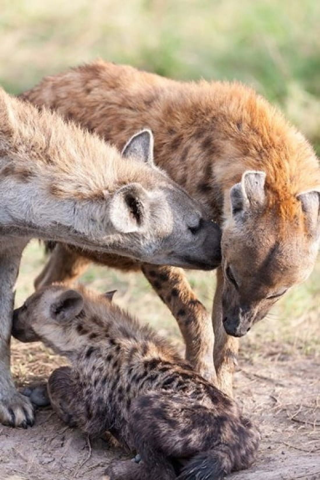 Spotted Hyena Maasai Mara Kenya Canvas Art - Martin Zwick DanitaDelimont (17 x 25)