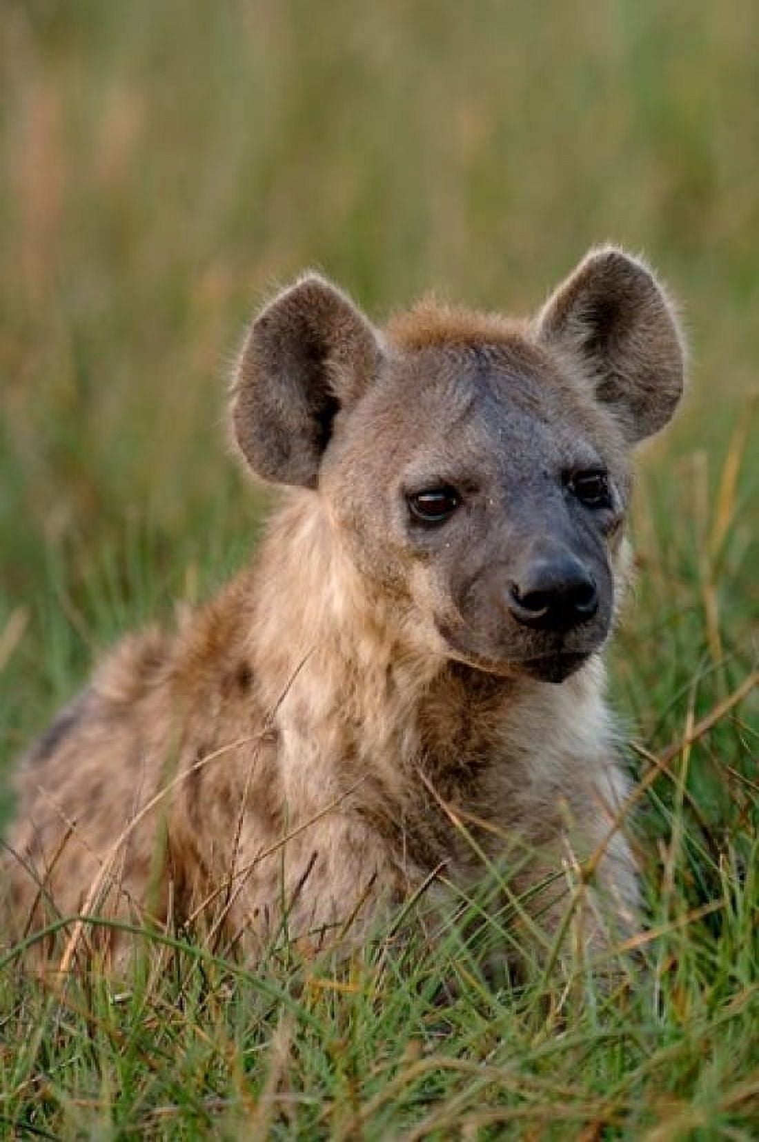 Spotted Hyena Mombo Area Chiefs Island Okavango Delta Botswana Canvas Art - Pete Oxford DanitaDelimont (18 x 24)