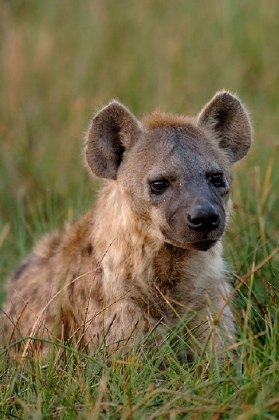 Spotted Hyena Mombo Area Chiefs Island Okavango Delta Botswana Canvas Art - Pete Oxford DanitaDelimont (25 x 38)