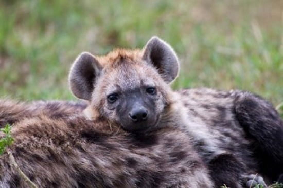 Spotted Hyena wildlife Maasai Mara Kenya Canvas Art - Adam Jones DanitaDelimont (24 x 15)
