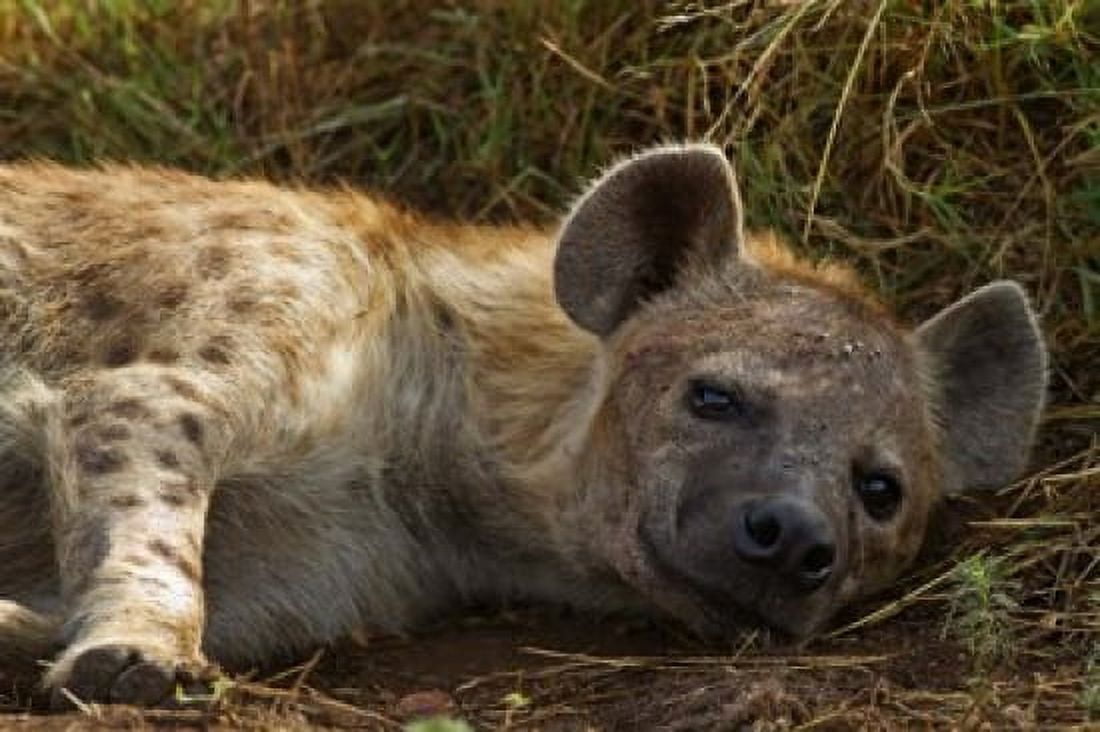 Spotted Jackal resting Maasai Mara National Reserve Kenya Canvas Art - Jagdeep Rajput DanitaDelimont (35 x 24)