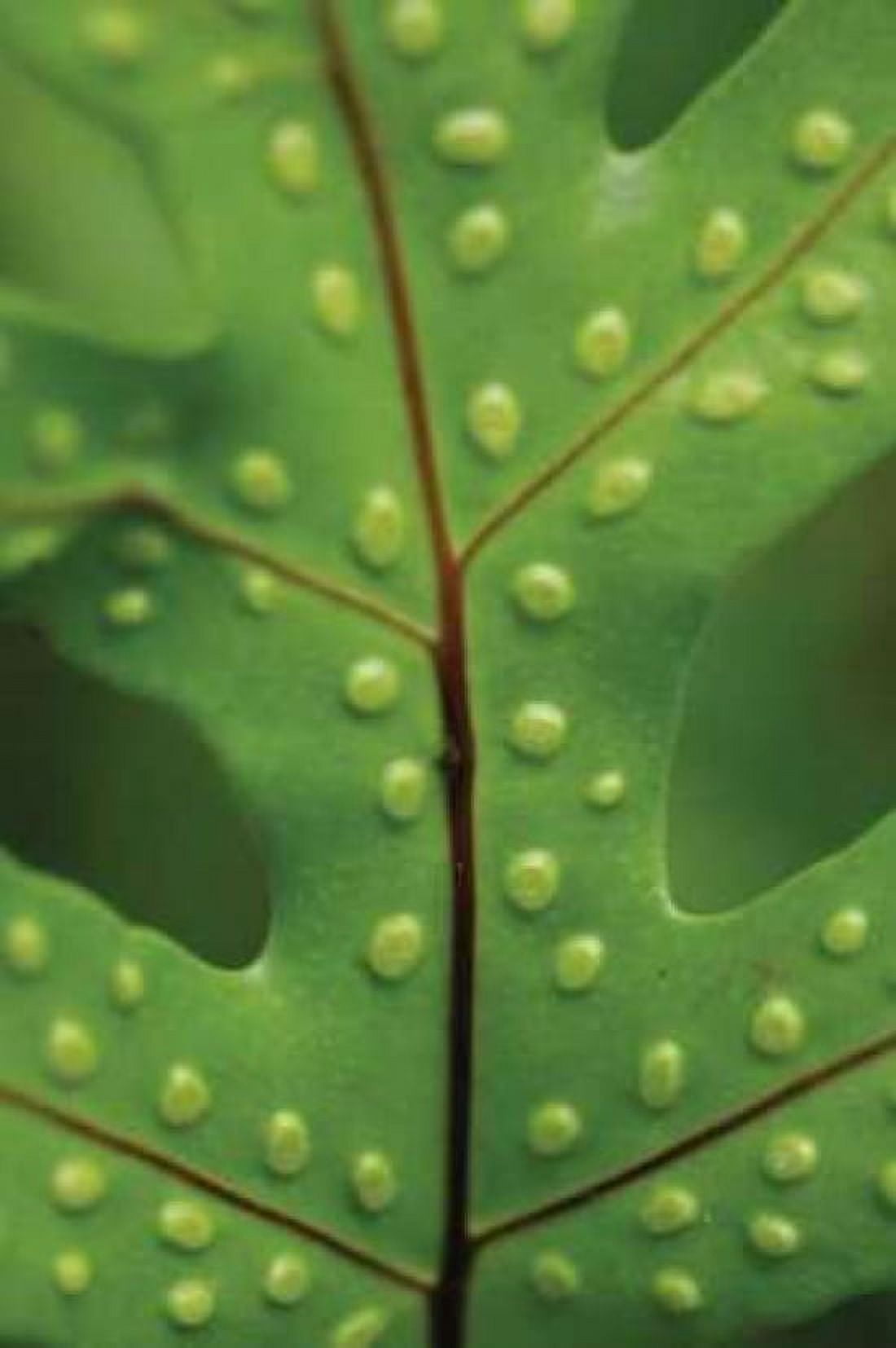 Spotted Leaf I Canvas Art - Erin Berzel (12 x 18)