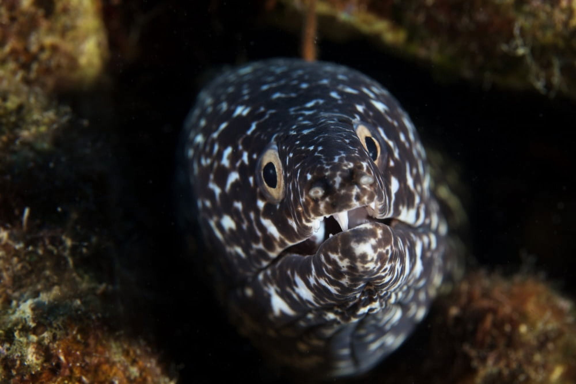 Spotted Moray Eel in its hole Canvas Art - Terry MooreStocktrek Images (18 x 12)