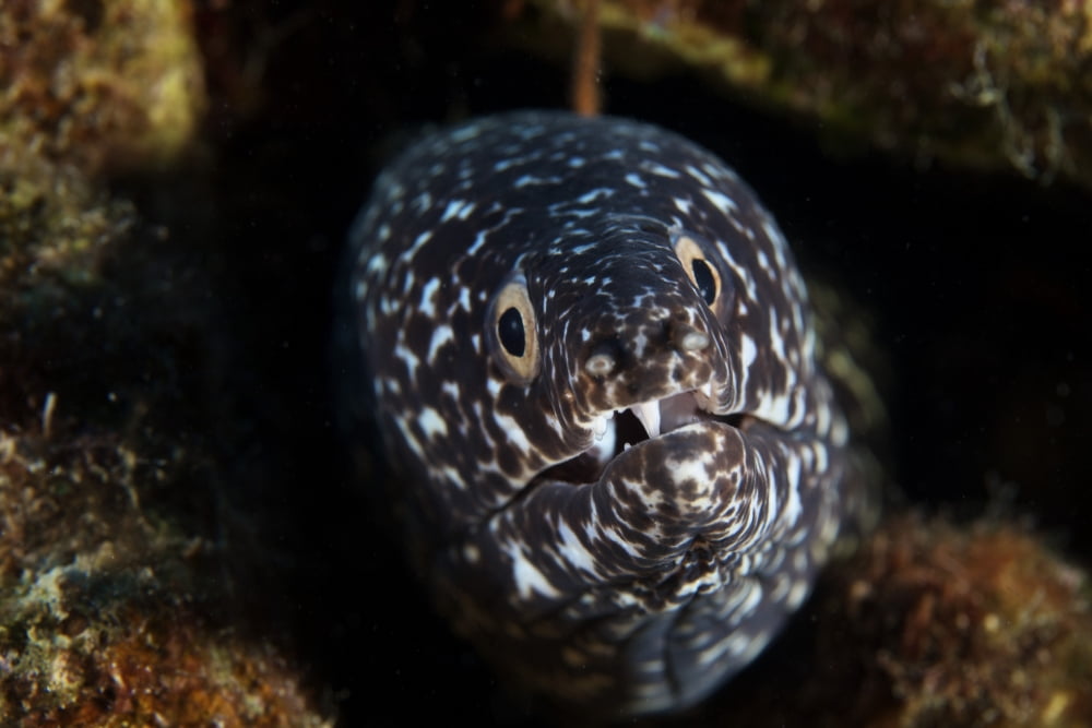 Spotted Moray Eel in its hole Canvas Art - Terry MooreStocktrek Images (35 x 23)