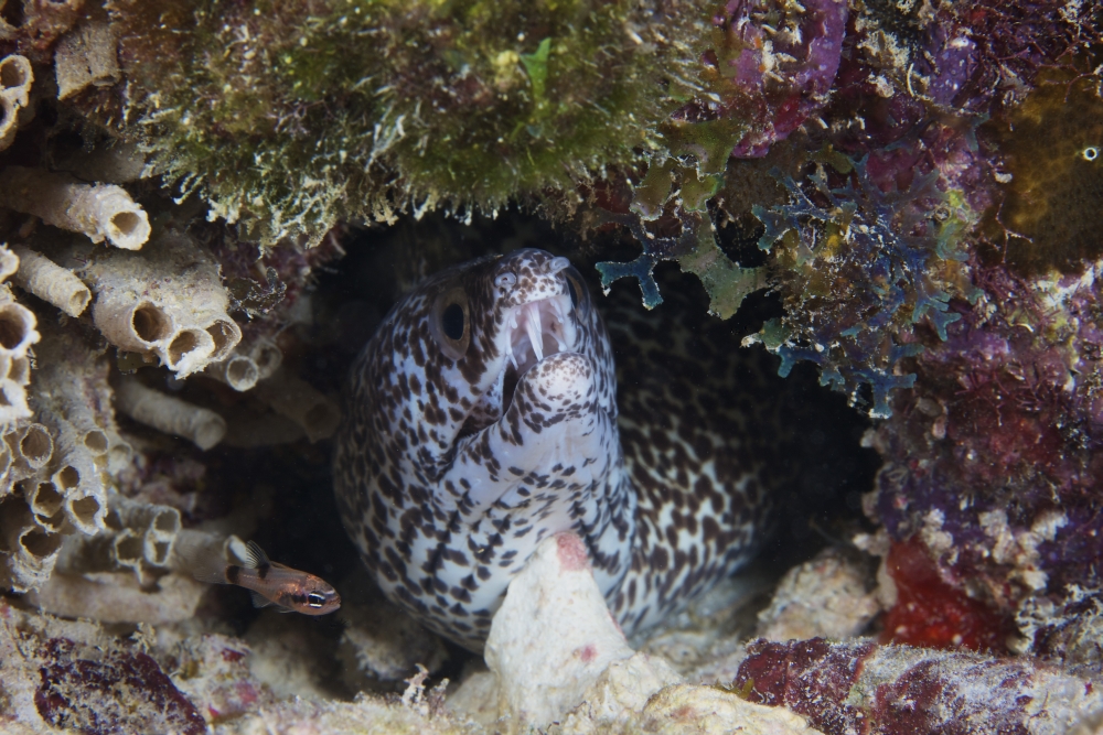 Spotted Moray Eel peaks his head out of his hole Canvas Art - Terry MooreStocktrek Images (18 x 12)
