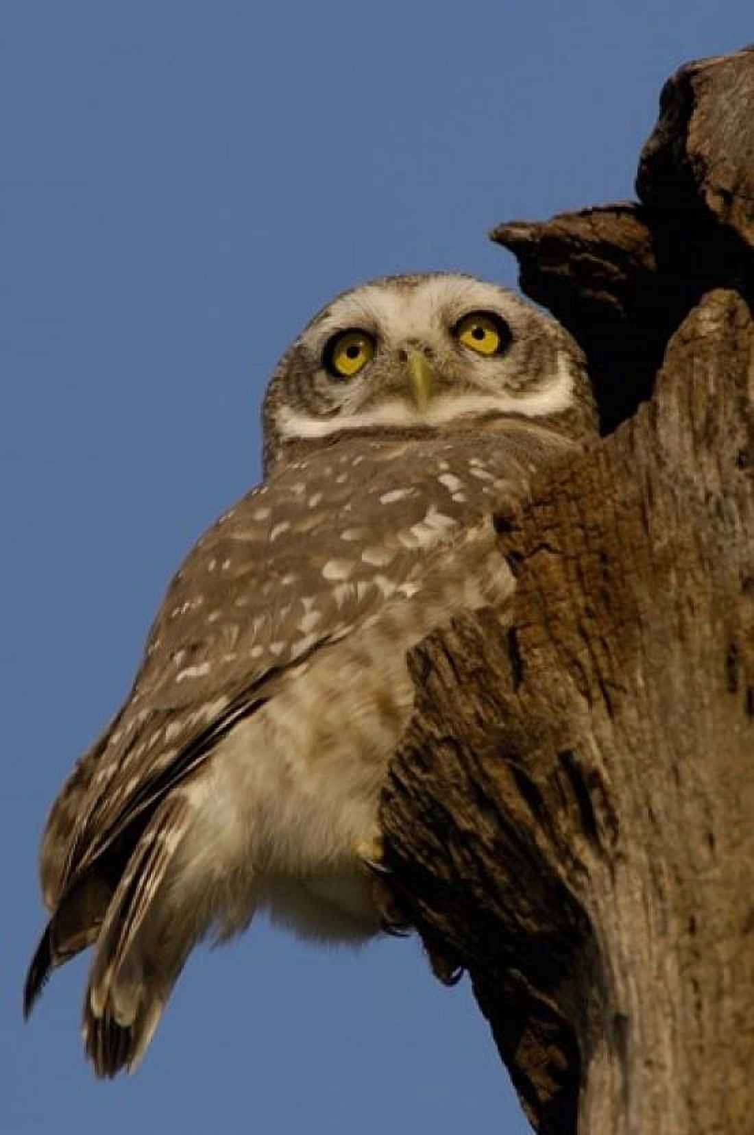 Spotted Owlet bird Bharatpur NP Rajasthan INDIA Canvas Art - Pete Oxford DanitaDelimont (24 x 36)
