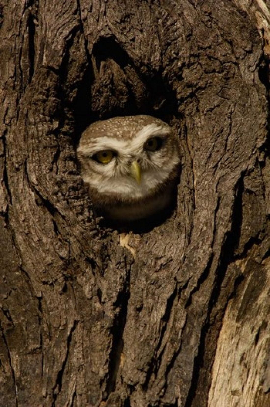 Spotted Owlet bird in a tree Bharatpur NP Rajasthan INDIA Canvas Art - Pete Oxford DanitaDelimont (24 x 36)