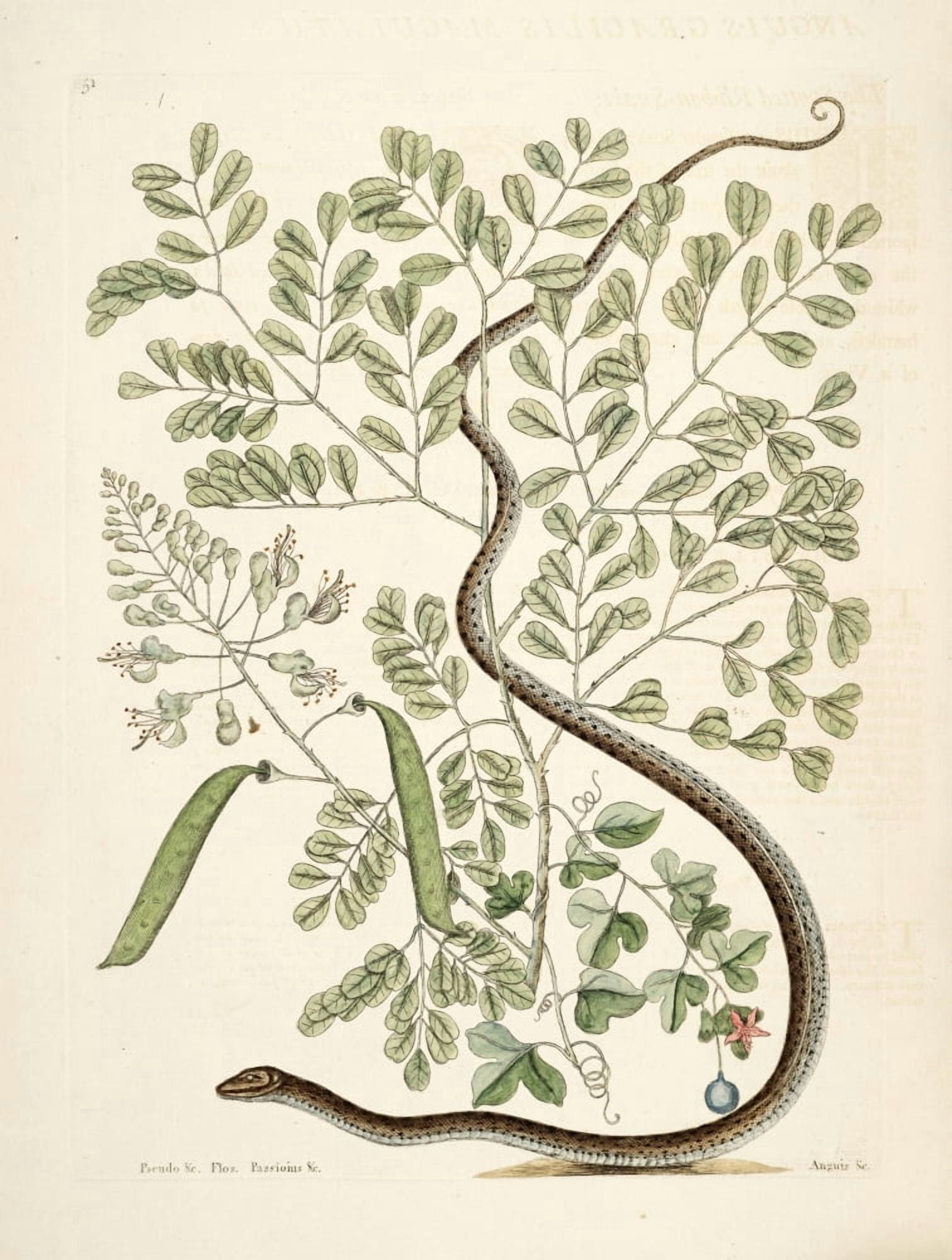 Spotted Ribbon-snake Canvas Art - Mark Catesby (18 x 24)