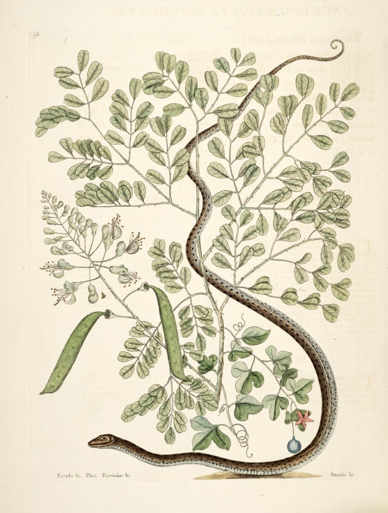 Spotted Ribbon-snake Canvas Art - Mark Catesby (24 x 36)